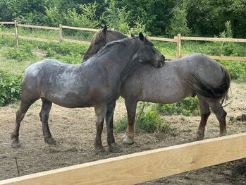 2 Schwerlast Zug Pferd, Maria Nedlecheva, Konie na sprzedaż, Veliko Tyrnovo