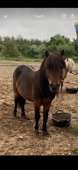 2 Shetty Hengste in liebevolle Hände abzugeben, Milla Pleines, Horses For Sale, Rheinberg