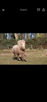 2 Shetty Hengste in liebevolle Hände abzugeben
