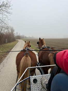 2 tolle Welsh A Ponys, Bandi, Pferd kaufen, Attiswil