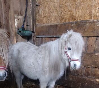 2 hübsche Ponystuten