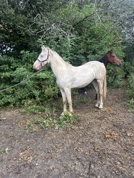 2 year old cremella welsh cob gelding