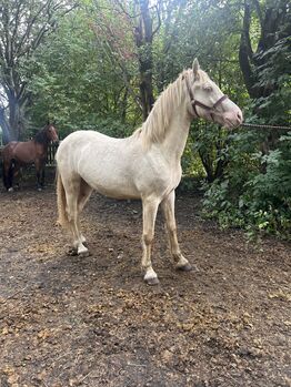 2 year old cremella welsh cob gelding, Lauren Mills, Horses For Sale, Durham