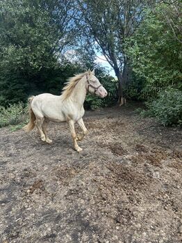 2 year old cremella welsh cob gelding, Lauren Mills, Horses For Sale, Durham