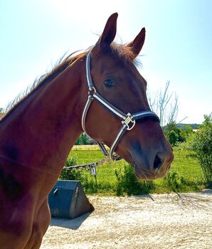2jährigen Dunkelfuchshengst von Viva Gold, Tatjana , Horses For Sale, Friedland 