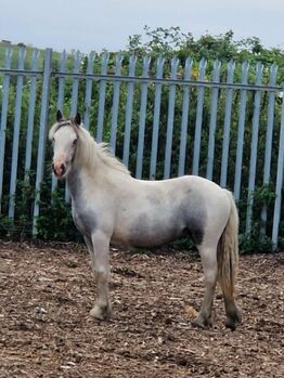 2 year old for sale, Neville Kelly, Horses For Sale, Dublin 11