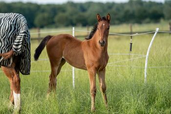 2 Jährige Hannoveraner Stute, Eva-Marie Leeling , Horses For Sale, Mönchengladbach