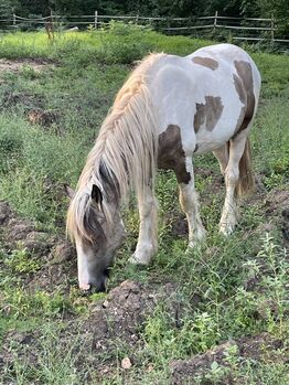 2-jähriger Irish Cob Hengst in der Farbe Buckskin Tobiano