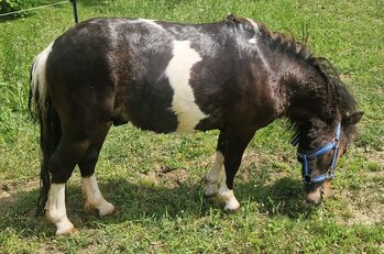 2 jähriger Minishetland Hengst Braunschecke