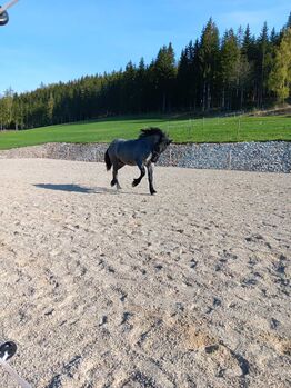 2 jähriger Mohrenkopfhengst, Manuela Schmiedhofer , Horses For Sale, Anger