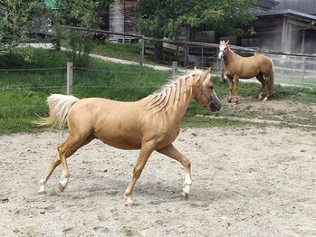 2-jähriger Ponywallach