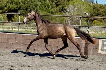 2 jähriger PRE Bayo Hengst - ca. 1.62 m