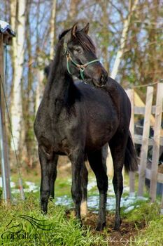 2 jähriges PRE Schimmel Stutfohlen, Thomas Adams (Caballos PRE), Horses For Sale, Bell