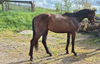 2jähriger Hengst von Casalido