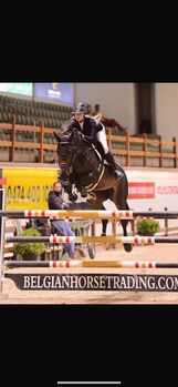 2011 mare jumped 140, Britt Maria, Horses For Sale, Antwerp