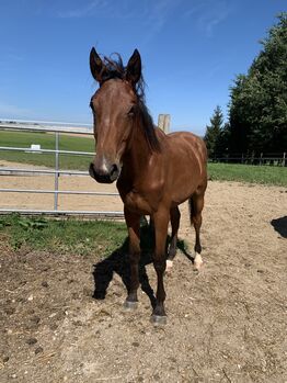 2023 vielseitig veranlagte Stute mit Überbiss