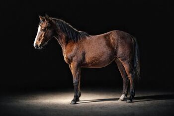 2025 Bay Filly Reining Pedigree