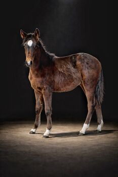 2025 Dark Bay AQH Filly Reining / Cowhorse Bloodline