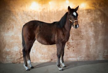 2025 Dark Bay AQH Filly Reining / Cowhorse Bloodline, Katie , Horses For Sale, Skrzyszów 
