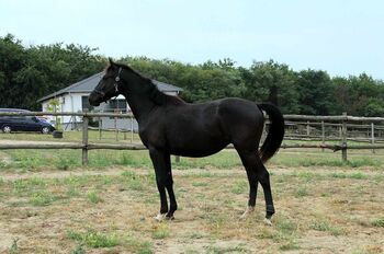 22-jähriges vielversprechendes ungarisches Hengst-Sportpferd, Eniko mARKOS, Horses For Sale, Gyömrő