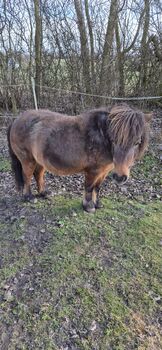 22 Jährige Shetty Stute