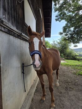 23-jährige Irish Draught Stute