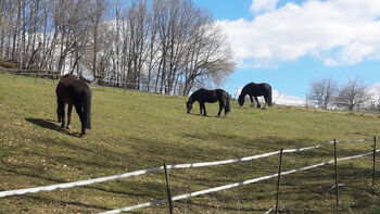 2549 Bayern, Oberpfalz, Landkreis Cham, 93199 Zell, Haus mit Pferdestall und See zu verkaufen