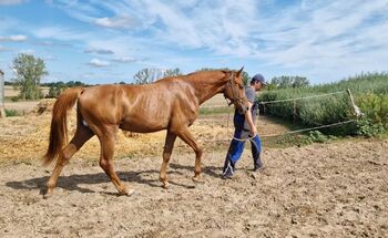 2jähriger Hengst von Ogano, Manuela Menzel , Pferd kaufen, Magdeburg