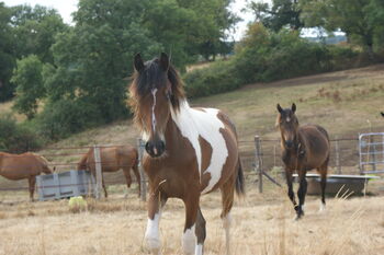 2jr Sportpony mit super Potential