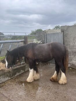 2yr Filly gypsy cob, Damien Mccarthy, Horses For Sale, Killarney