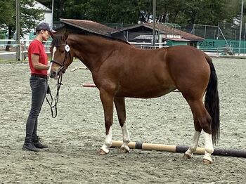 3,5jährige braune Freibergerstute, Bernet, Horses For Sale, Serneus