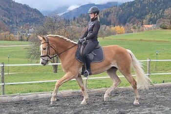 3,5 jährige Haflingerstute, Siedler, Horses For Sale, Thörl Maglern