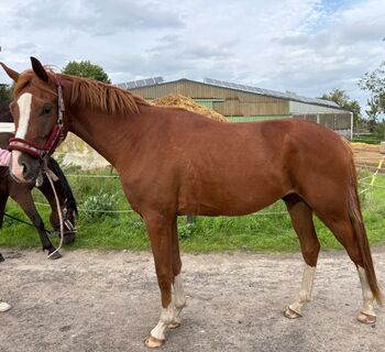 3,5 Jahre alter Wallach, frisch angeritten, Svenja, Horses For Sale, Castrop-rauxel 