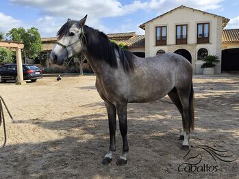 3,5 jähriger PRE Hengst - Fer Bonachon - direkt vom Züchter, Thomas Adams (Caballos PRE), Horses For Sale, Bell