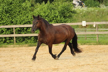 3,5 jährige Noriker Rappstute, angeritten, Sandy Roloff, Horses For Sale, Waldshut-Tiengen