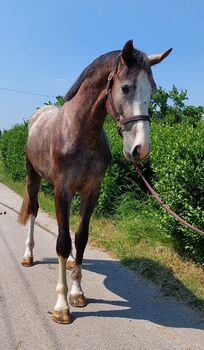 3 yo old stallion 170 stcik, Roland, Pferd kaufen, Szarvas