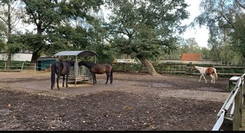 3 freie Offenstallplätze, Charlotte, Horse Stables, Panketal