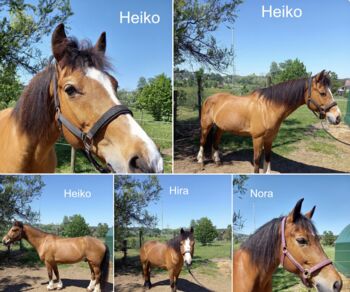 3 Pferde in Not - Schweiz, Silvia Ginter, Horses For Sale, Schönenberg