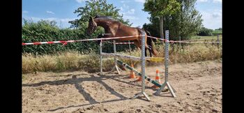 3jährige Hannoveraner Stute von Vivaldos, Manuela Menzel , Horses For Sale, Magdeburg