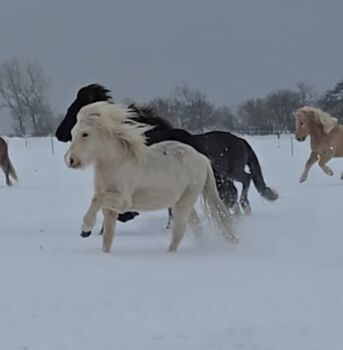 3 jähriger Isabellwallach von Valgard frá Kirkjubae, Marion Rethwisch, Horses For Sale, Nieblum