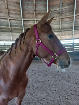 3 jährige Quarter Horse Stute