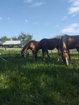 3 jähriger Reitpony Hengst