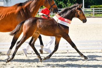 3-jährige Nachwuchsstute, Sines, Pferd kaufen, Lömmenschwil