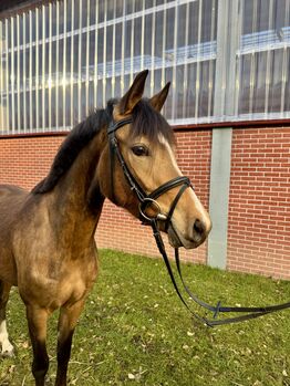 3-Jährige Ponystute, Danielle, Pferd kaufen, Warendorf
