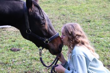 3-jährigen Warmblutwallach