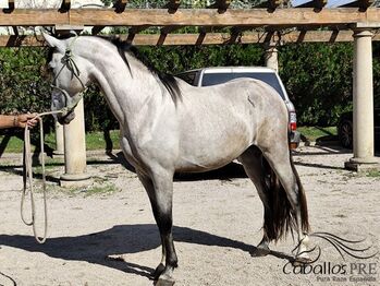 3 jähriger Nachkomme von Fer Bonachon x Fer Bago, Thomas Adams (Caballos PRE), Pferd kaufen, Bell