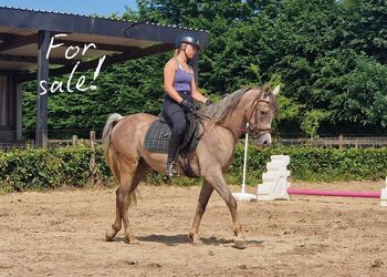3-järige gerittener Asil Araber, Patrick Vermuyten, Horses For Sale, Boutersem