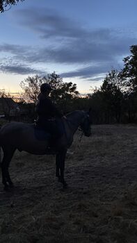 3yr old hungarian sport horse