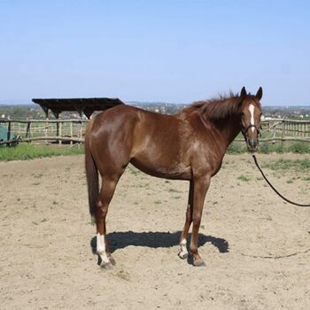 3-jährige wunderschöne englische Vollblutstute, Eniko mARKOS, Horses For Sale, Gyömrő