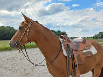 3 jährige Quarter Horse Stute